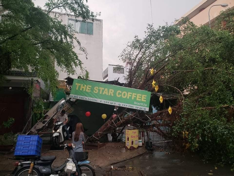 cay xanh bat goc anh 1