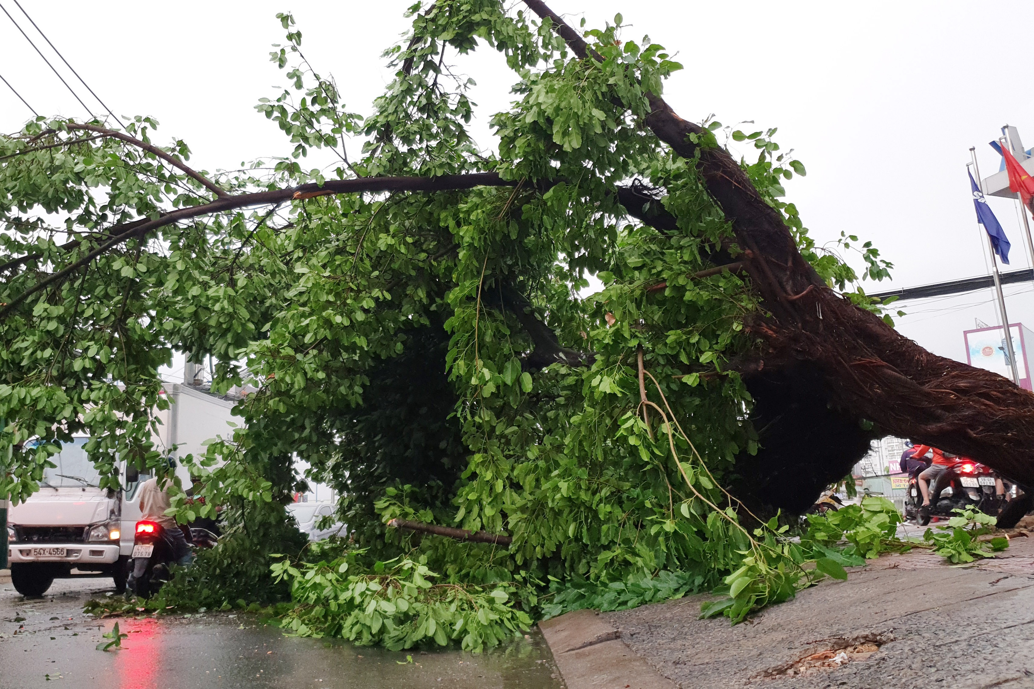 cay xanh bat goc anh 3