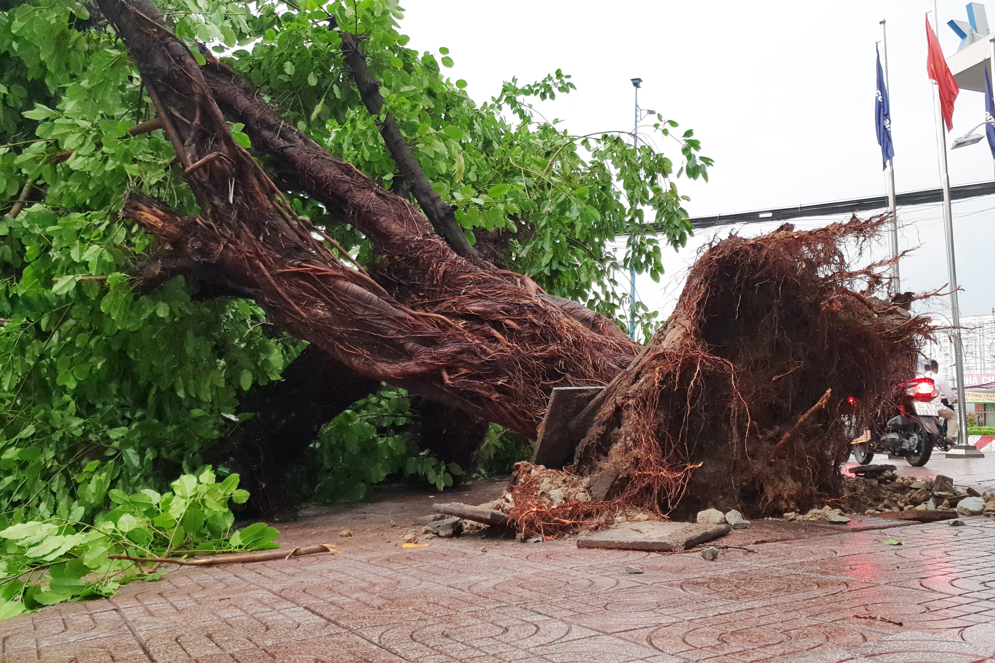 Cay xanh bat goc hang loat sau mua lon tai TP.HCM hinh anh