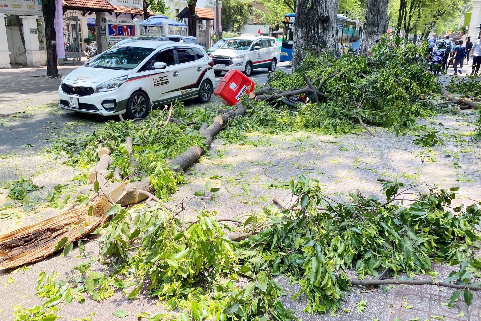 cay xanh gay canh anh 1