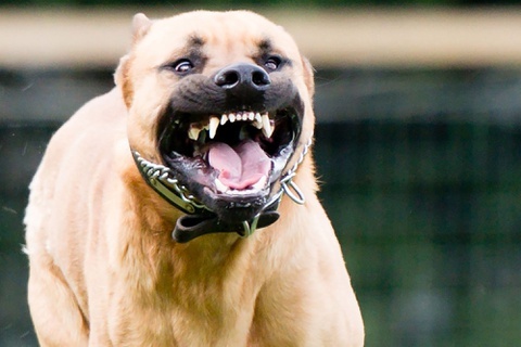 Di uong ca phe, nguoi dan ong bi cho pitbull can chet hinh anh