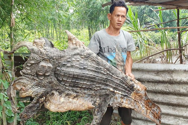 cá sấu ở huyện Bình Chánh ảnh 1 ca sau o huyen Binh Chanh anh 1