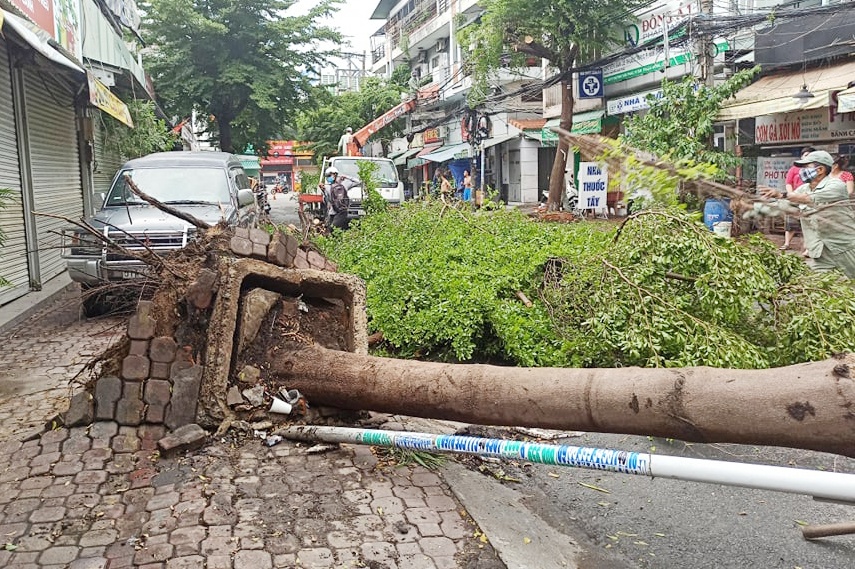 cay nga do o TP.HCM anh 1