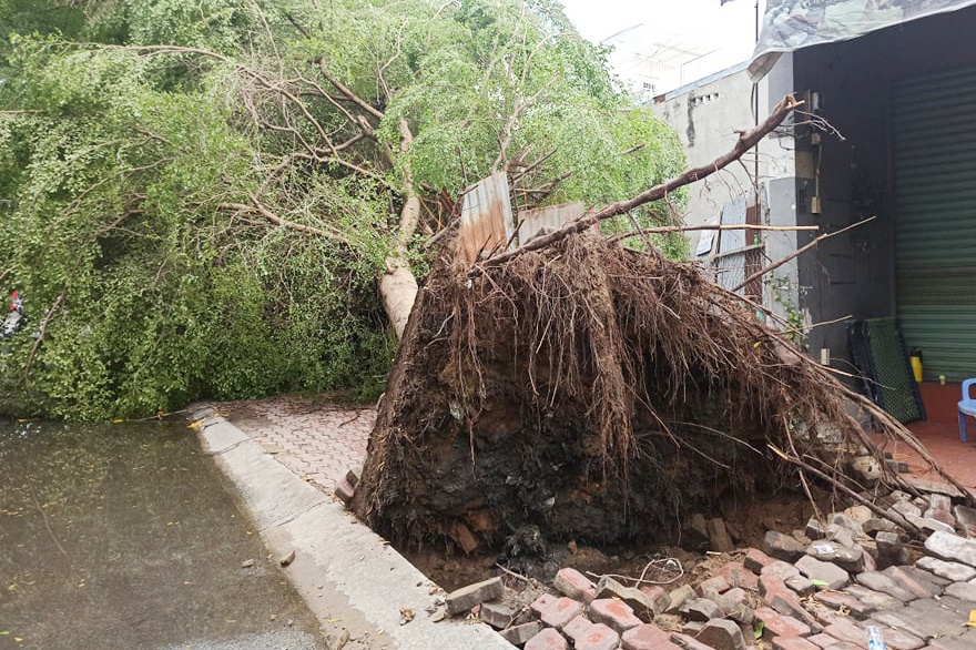 4 cay xanh bat goc trong mua o TP.HCM hinh anh