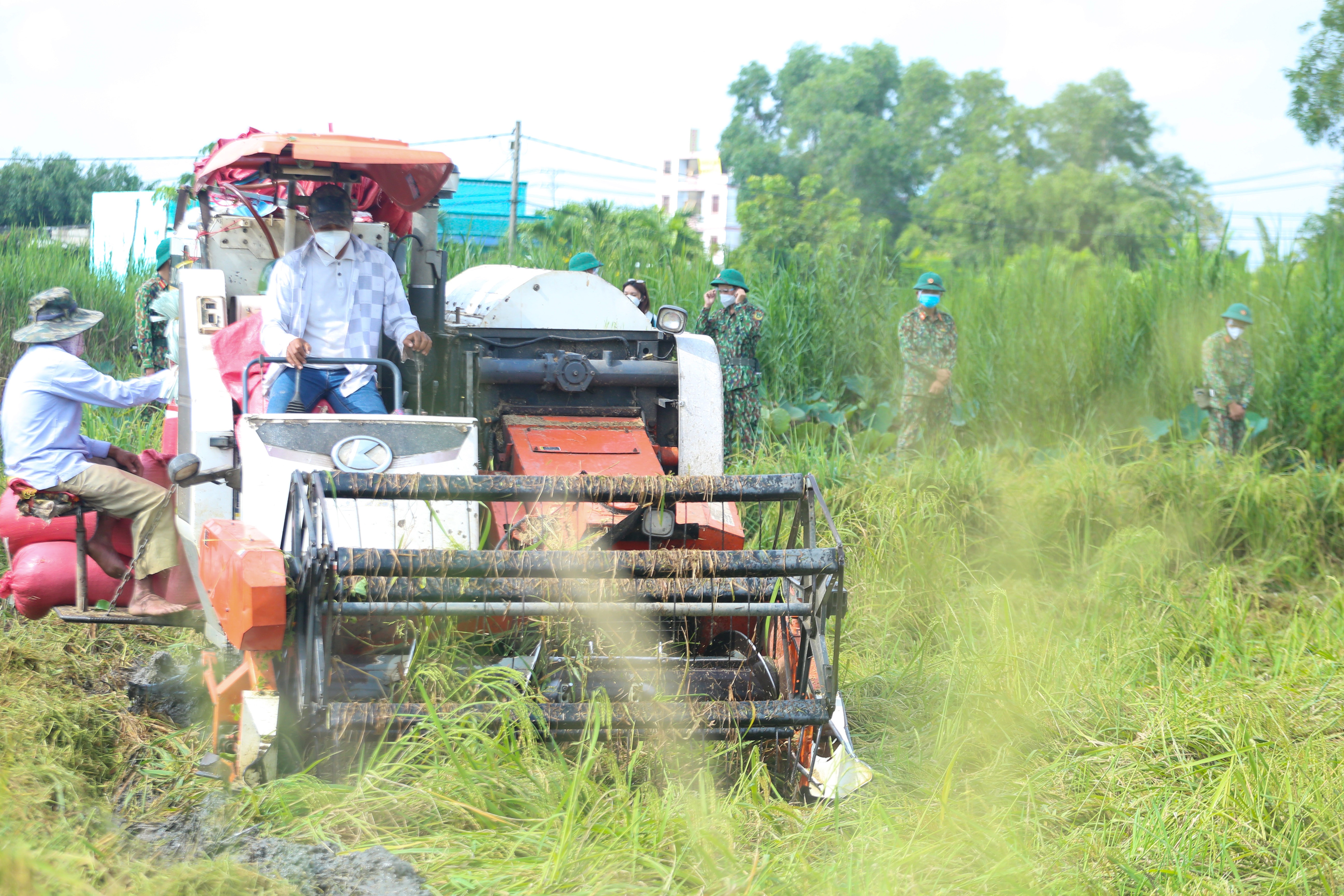 bo doi gat lua anh 2