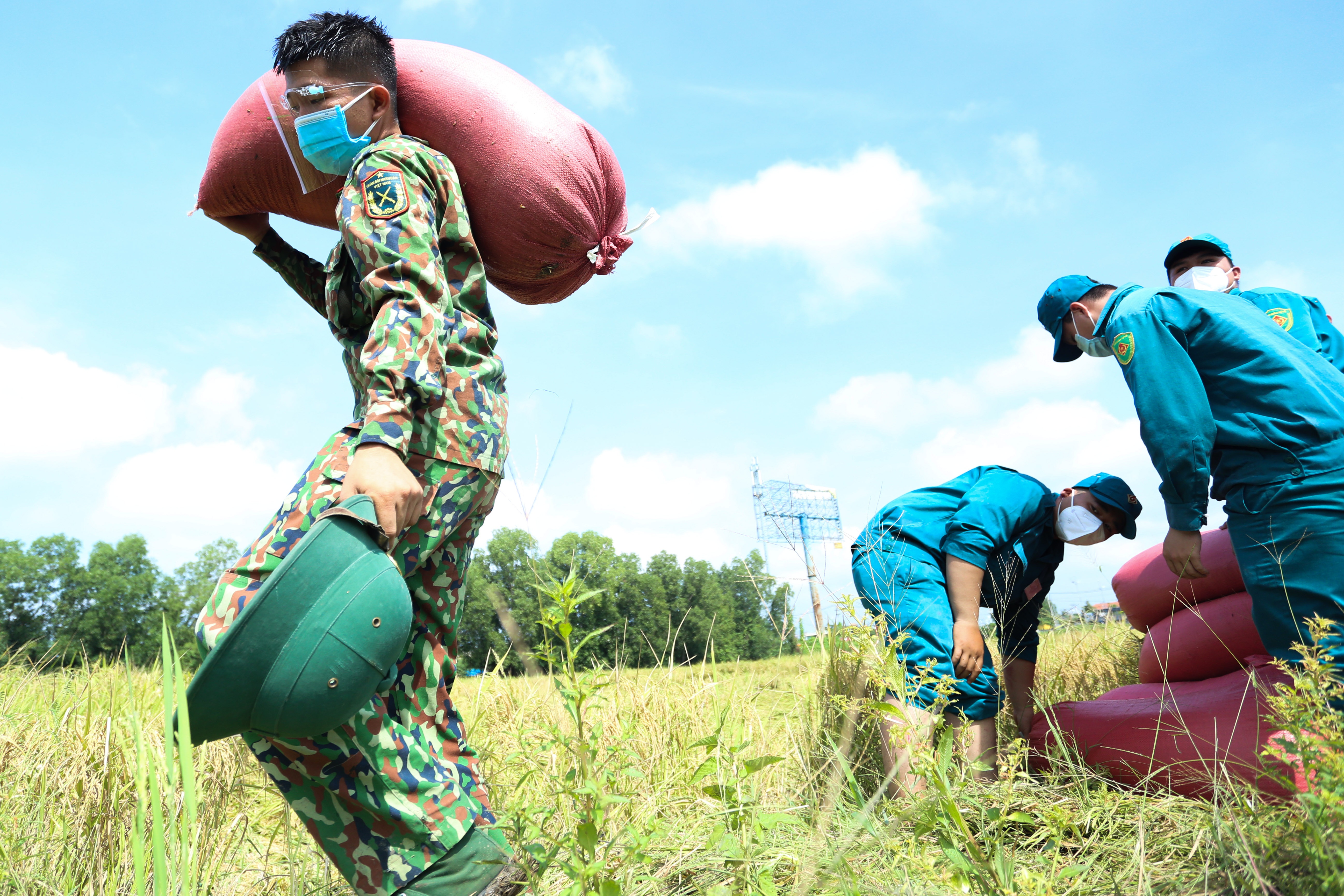Bo doi xuong ruong thu hoach lua giup dan o TP.HCM hinh anh