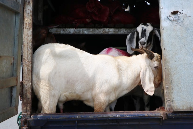 csgt bat xe luong xanh anh 1