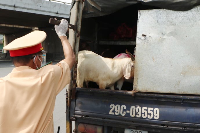 CSGT TP.HCM phat hien xe 'luong xanh' cho de khong co giay kiem dich hinh anh