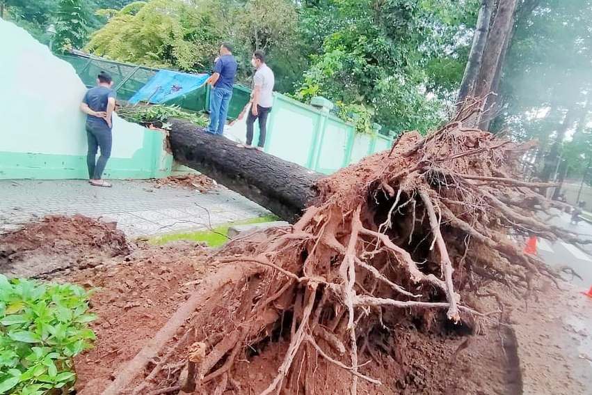 Cay xanh bat goc, de sap chuong thu trong Thao Cam Vien hinh anh