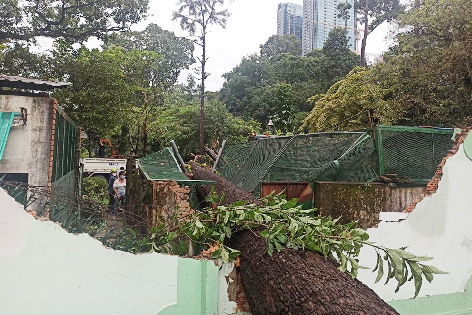 cay nga o Thao Cam Vien anh 1