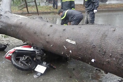 Con chet, me gay chan vi bi cay xanh bat goc de trung hinh anh