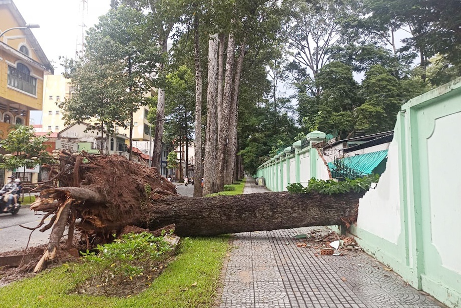 don ha cay xanh anh 1