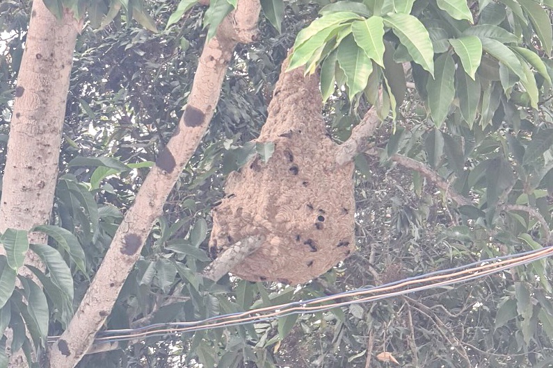 Canh sat dung xe thang bat hon 10 to ong vo ve o TP Thu Duc hinh anh