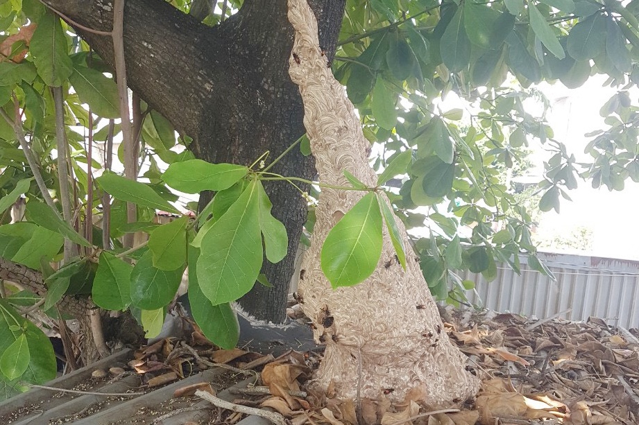 Canh sat bat to ong vo ve dai 1 m tren mai nha dan hinh anh