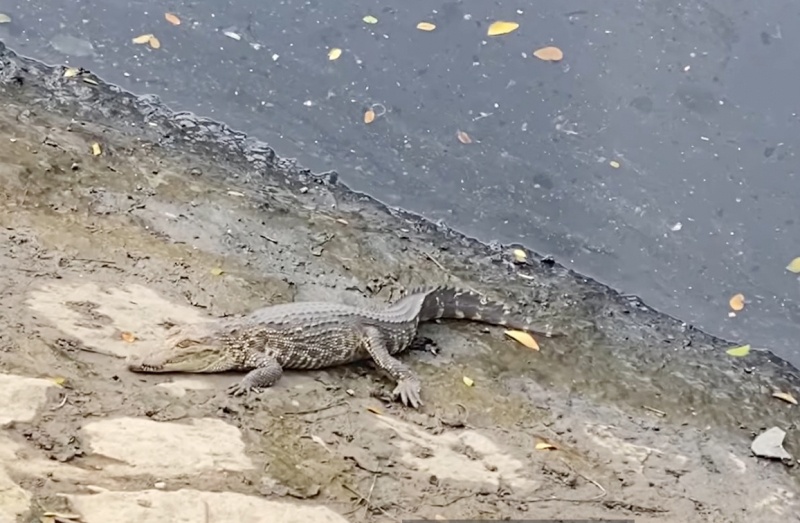 Nguoi dan TP.HCM bat duoc ca sau duoi kenh Lo Gom hinh anh