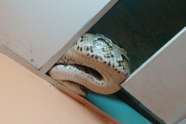 Tran 25 kg bo tren tran nha dan o TP.HCM hinh anh