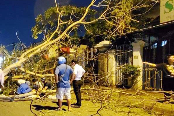 Cay xanh bat goc de 2 me con o TP Thu Duc hinh anh