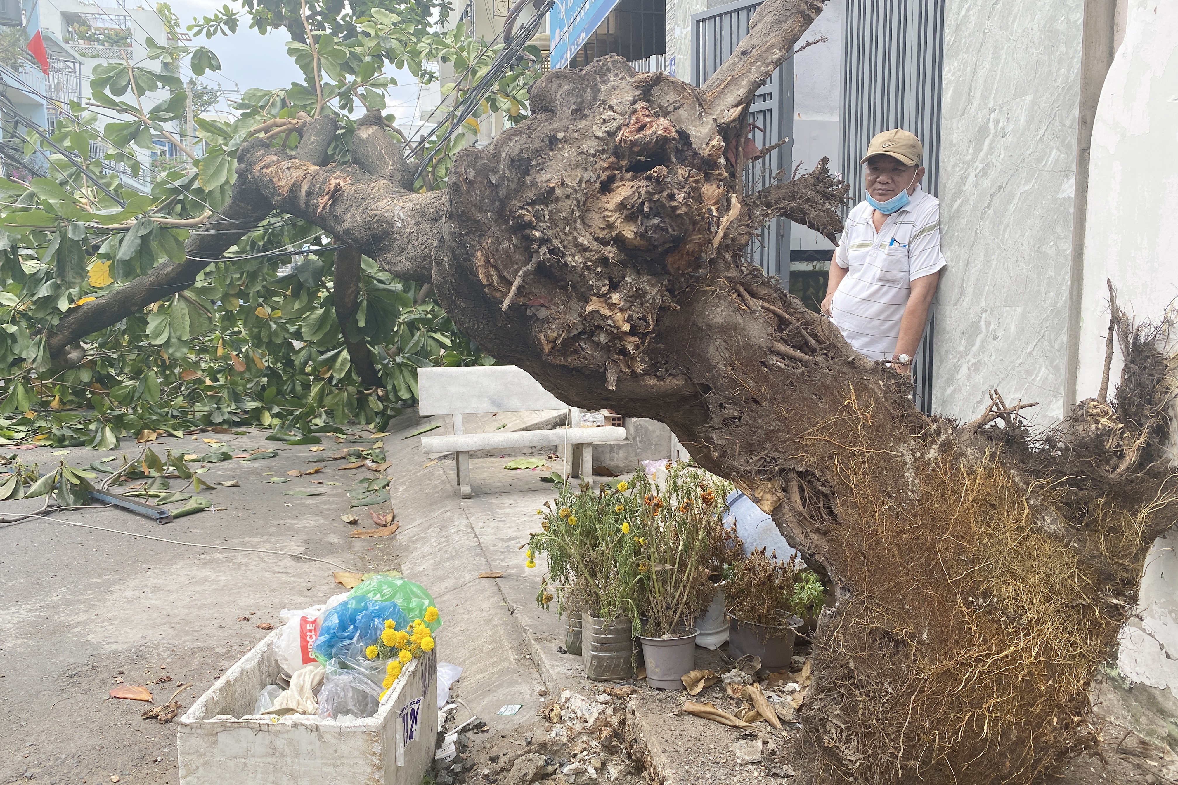 cay xanh bat goc anh 1