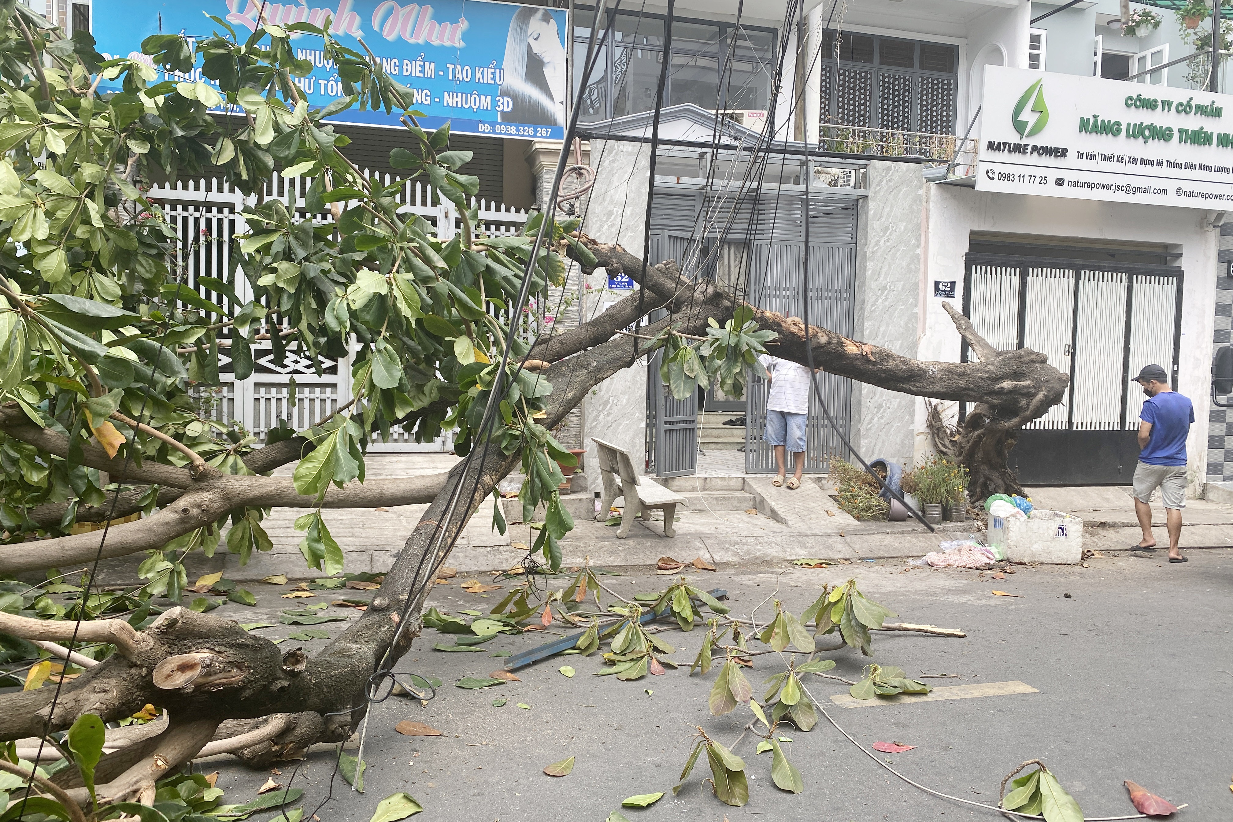 cay xanh bat goc anh 2