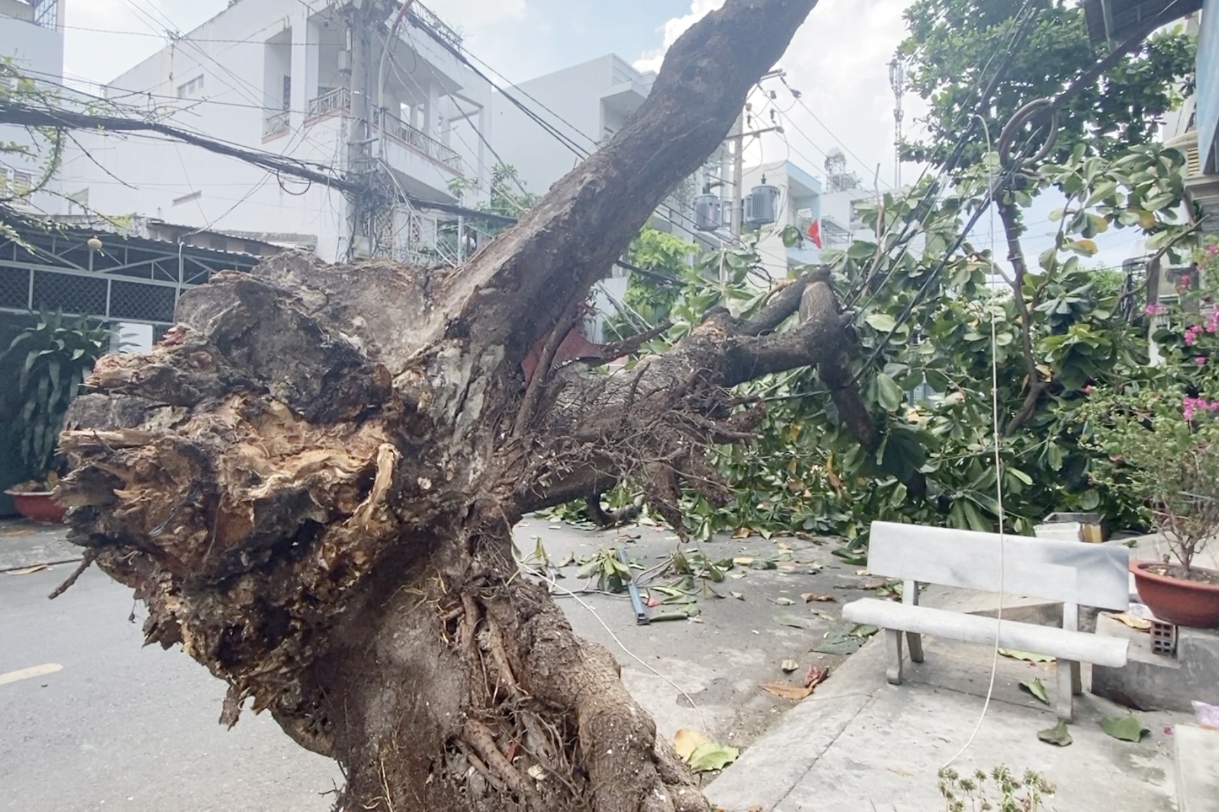 Cay bang bat goc, hang chuc ho dan o TP.HCM mat dien hinh anh