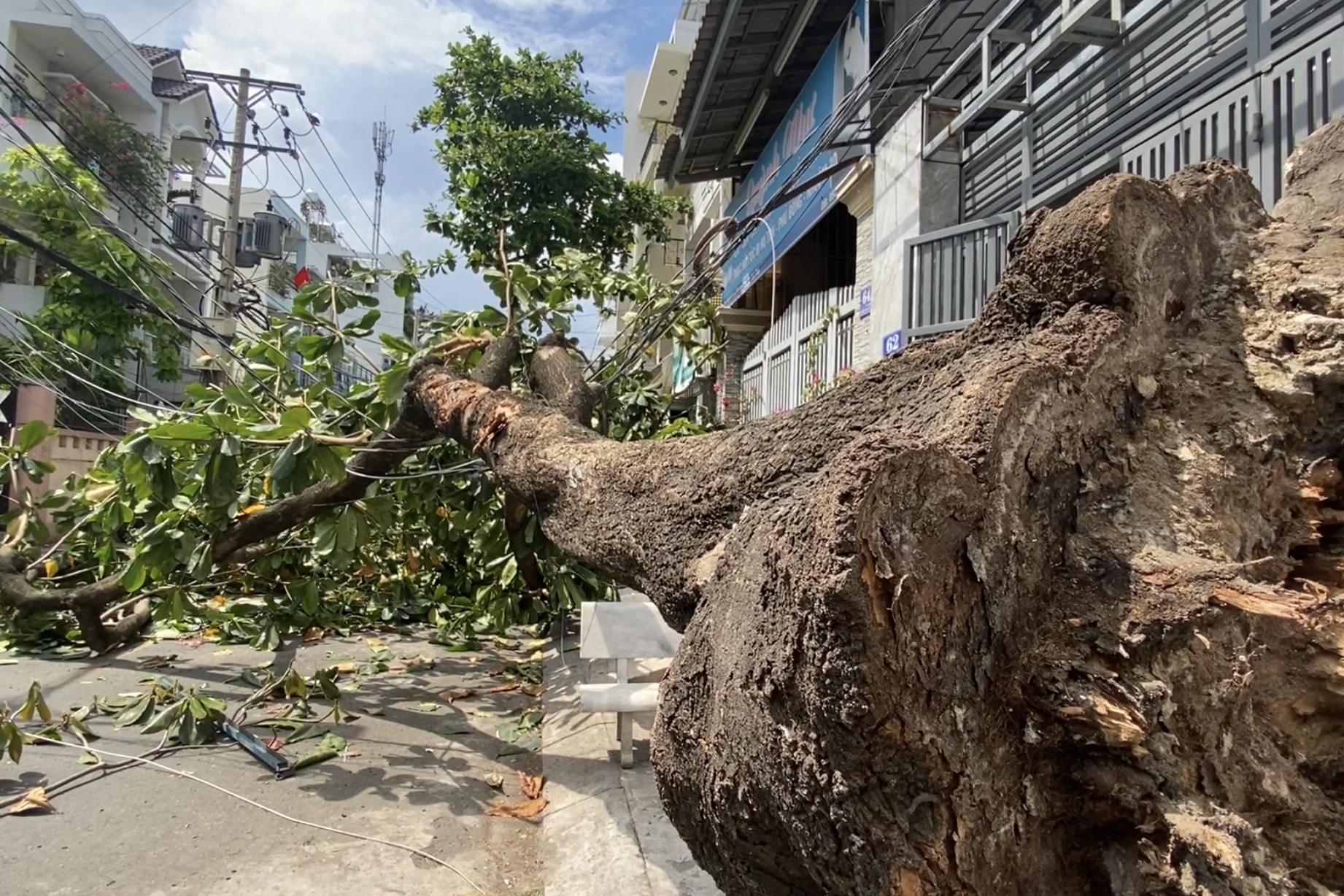 Vu cay bang 15 m bat goc o TP.HCM: Dan bao ca nam nhung khong xu ly hinh anh