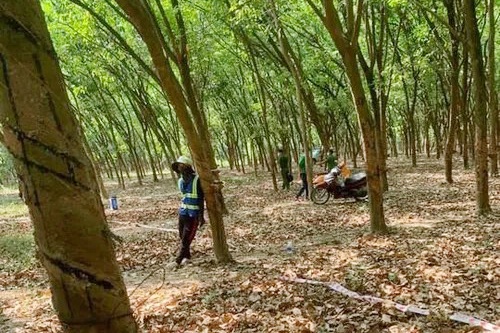 thi the trong rung cao su anh 1