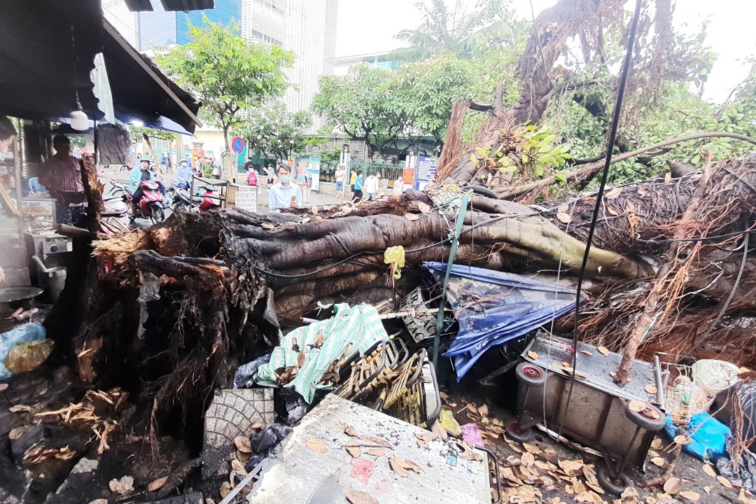 Cay da co thu bat goc de 2 oto o TP.HCM hinh anh