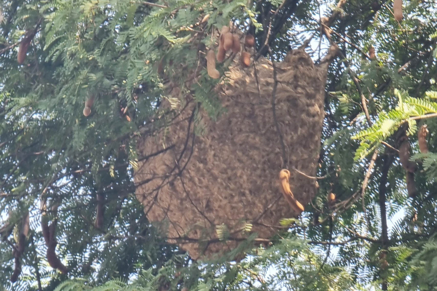 Canh sat bat to ong duong kinh hon 1 m o trung tam TP.HCM hinh anh