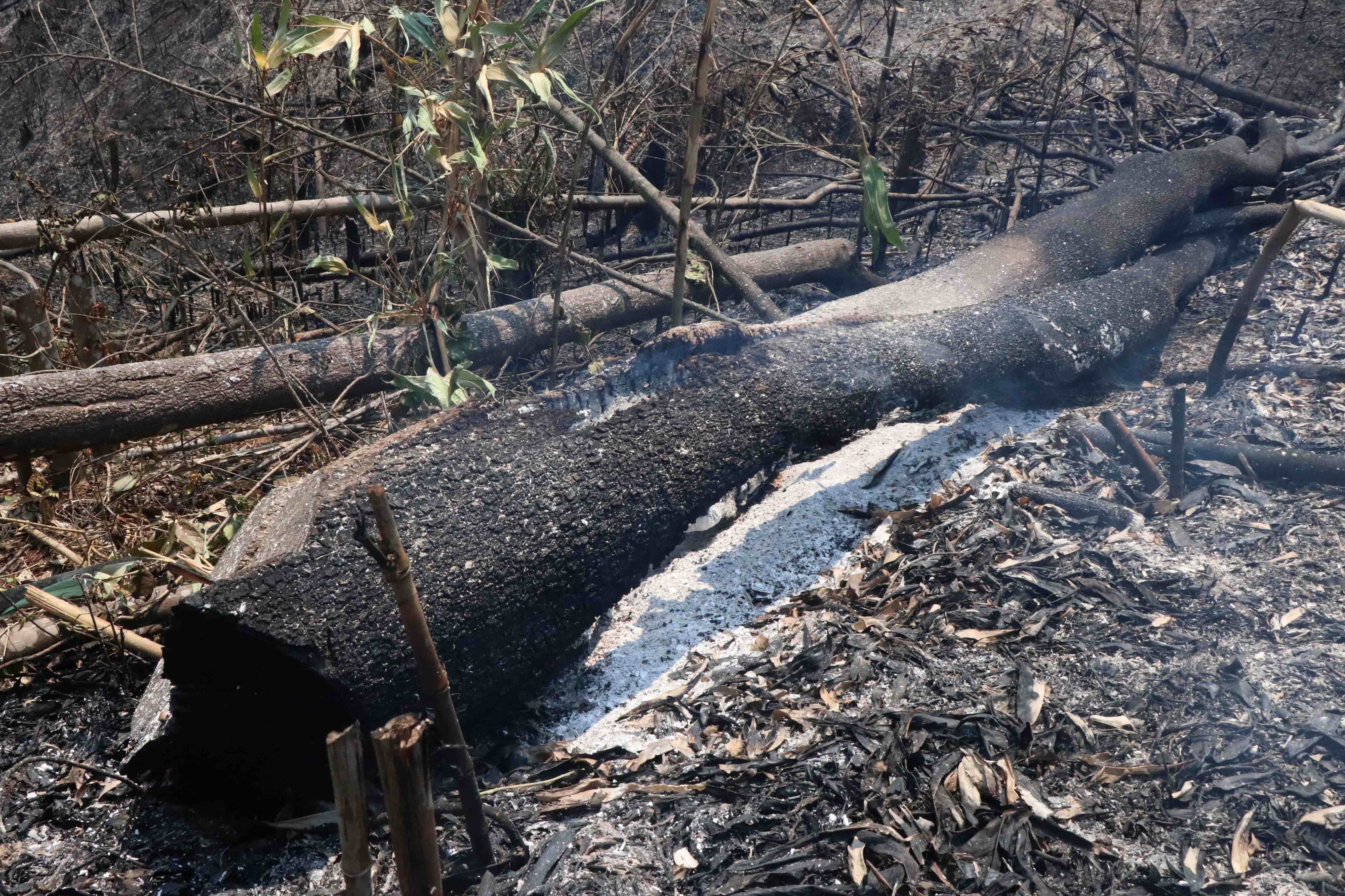 Chay rung phong ho o Dien Bien hinh anh