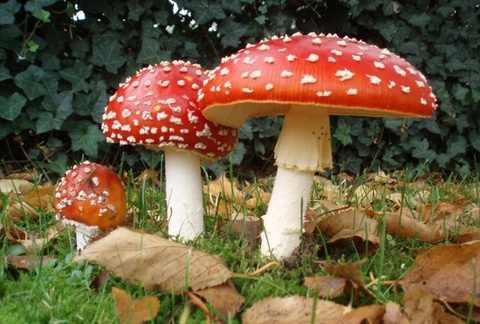 An phai nam doc, 4 nguoi nhap vien cap cuu hinh anh