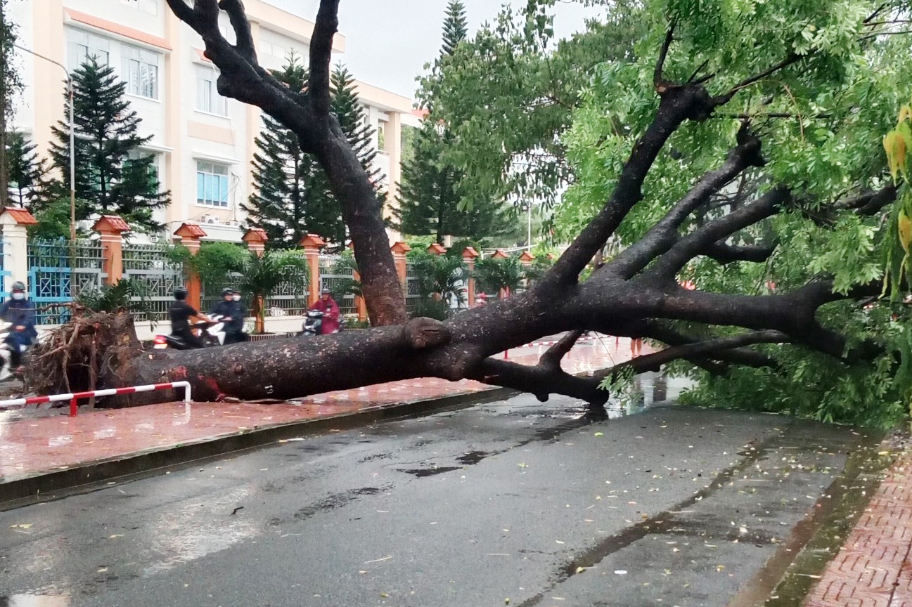 Cay xanh bat goc de xe tai trong tran mua lon o TP.HCM hinh anh