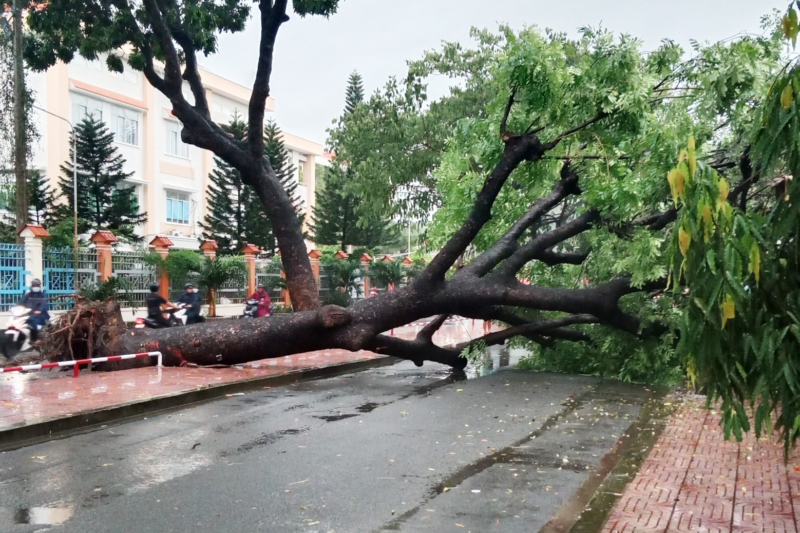 cay xanh bat goc anh 1