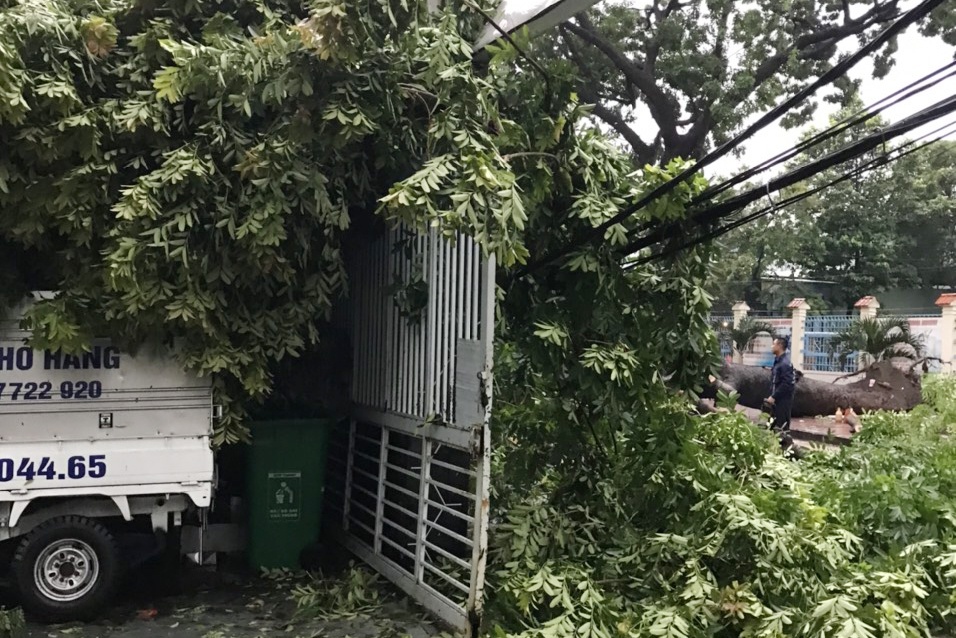 cay xanh bat goc anh 2