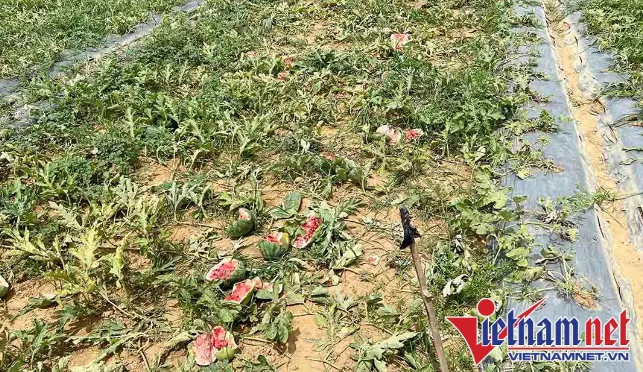 cu ong bi pha ruong dua anh 2