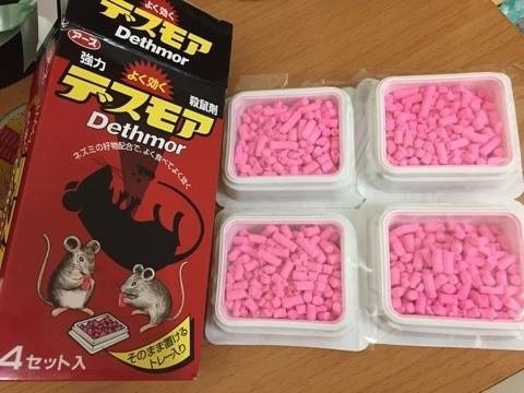 Co giao mam non o Nghe An nghi uong thuoc chuot tu tu hinh anh