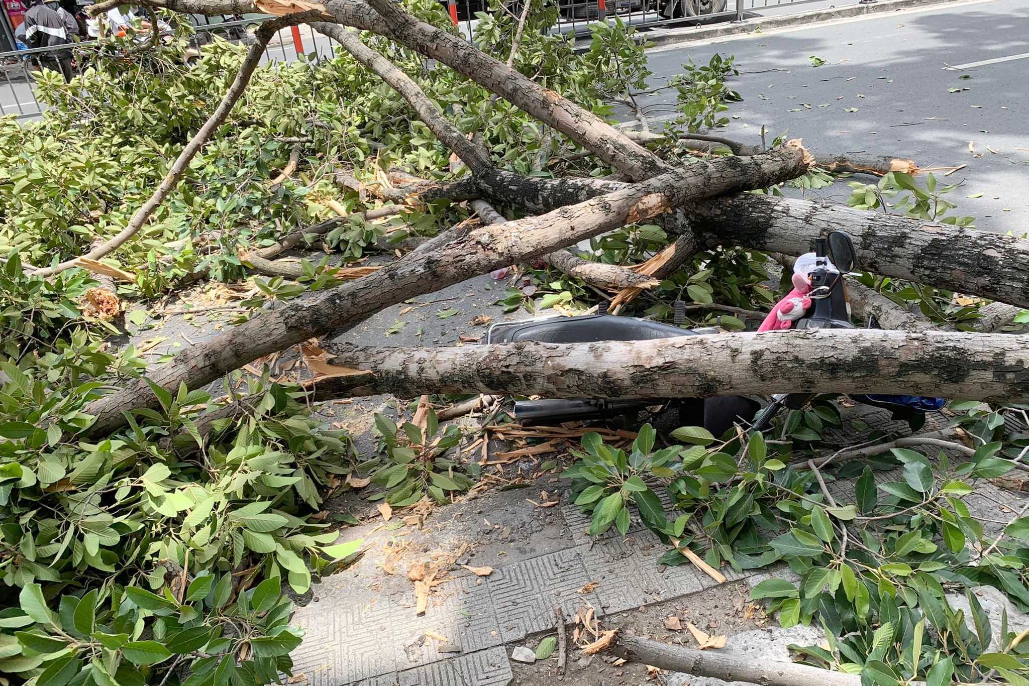 Nhanh cay roi de trung xe may cho 3 nguoi o TP.HCM hinh anh