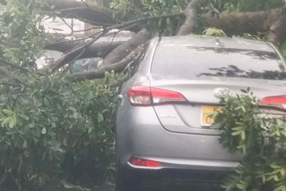 Cay xanh gay nhanh de oto, dap nga tru den o TP.HCM hinh anh