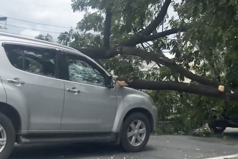 cay nga o TP.HCM anh 2