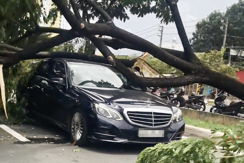 Cay xanh bat goc de lien tiep 3 oto o TP.HCM hinh anh