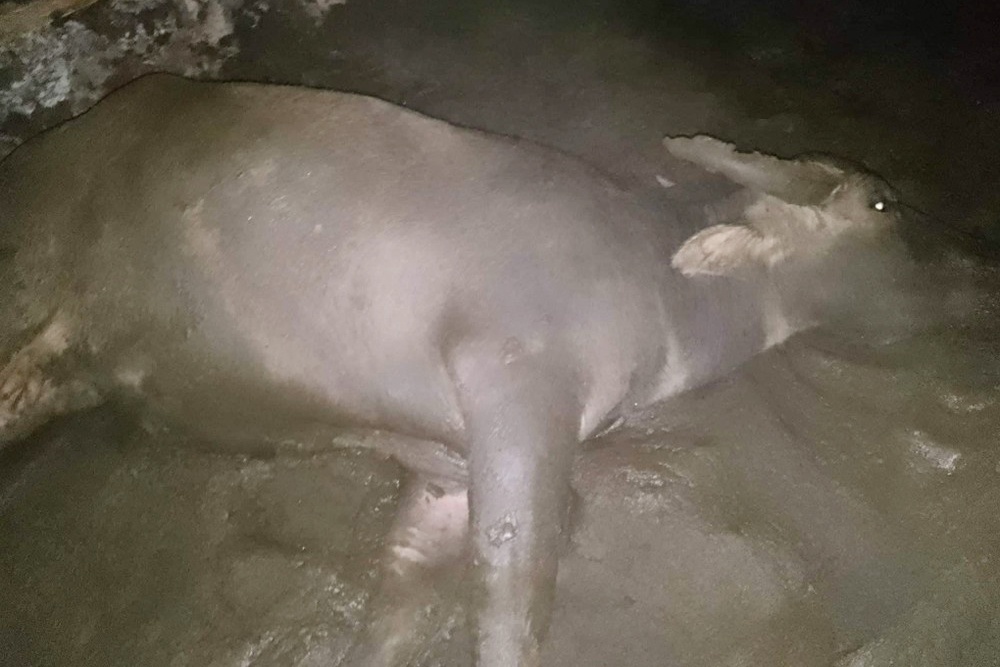 Hang loat trau chet bat thuong tai Dak Lak hinh anh