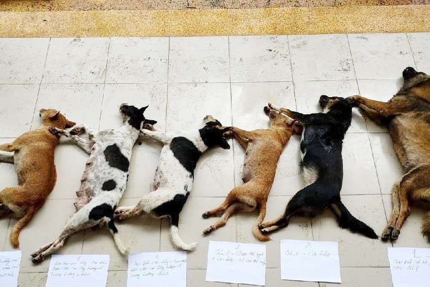 truy duoi cau tac anh 1