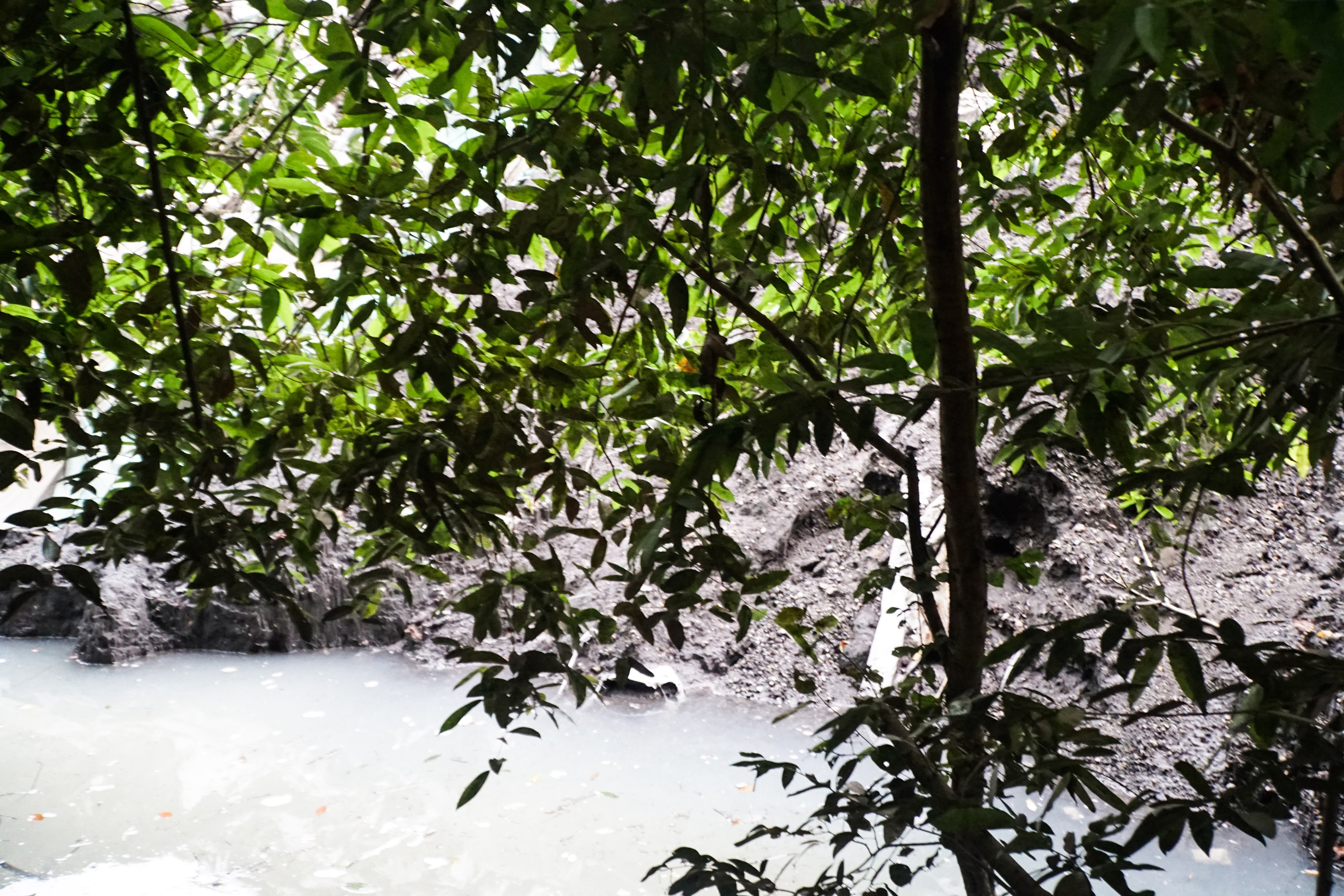 chon rac trai phep anh 8