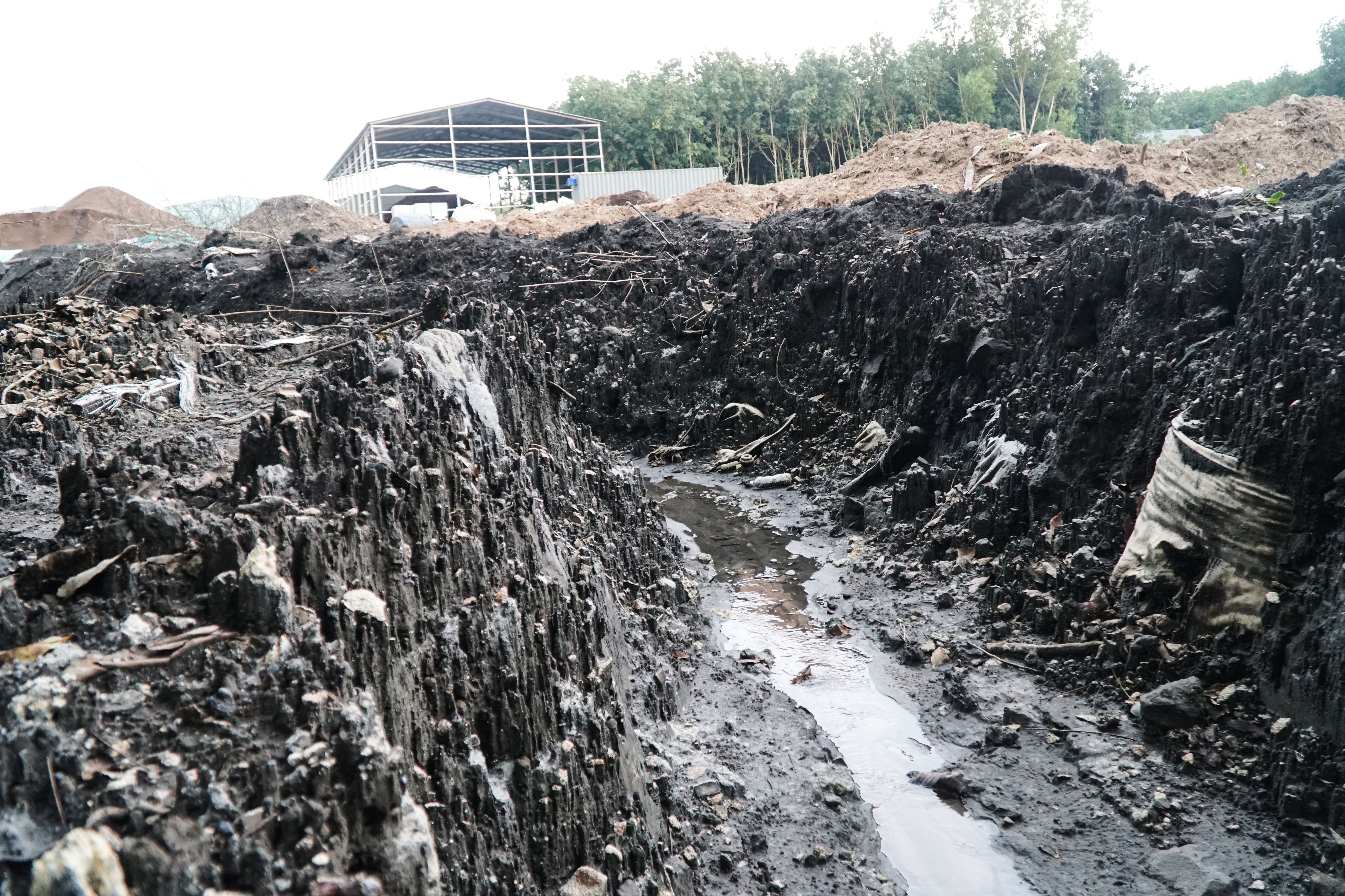 chon rac trai phep anh 2