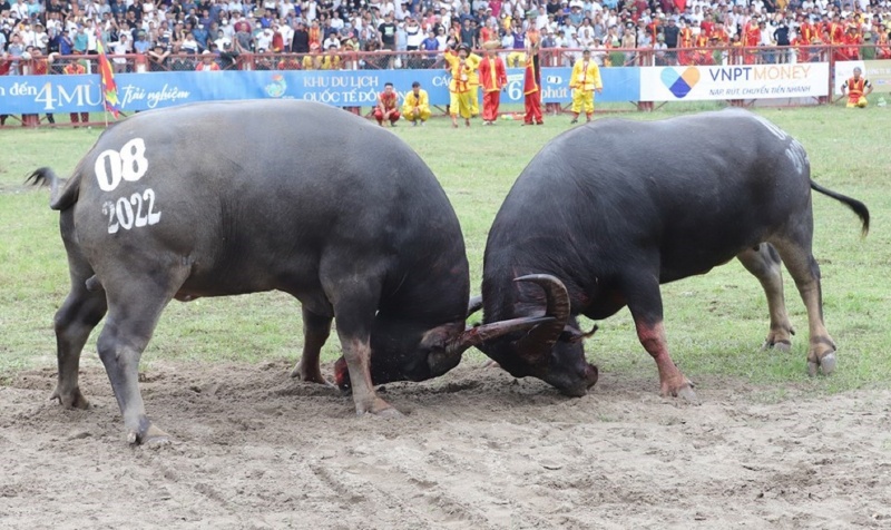 Trau choi Do Son bi nghi tiem thuoc kich thich hinh anh