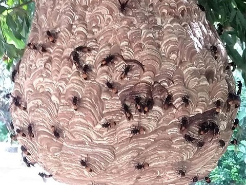 Bat to ong vo ve dai 1 m tai chung cu o TP.HCM hinh anh