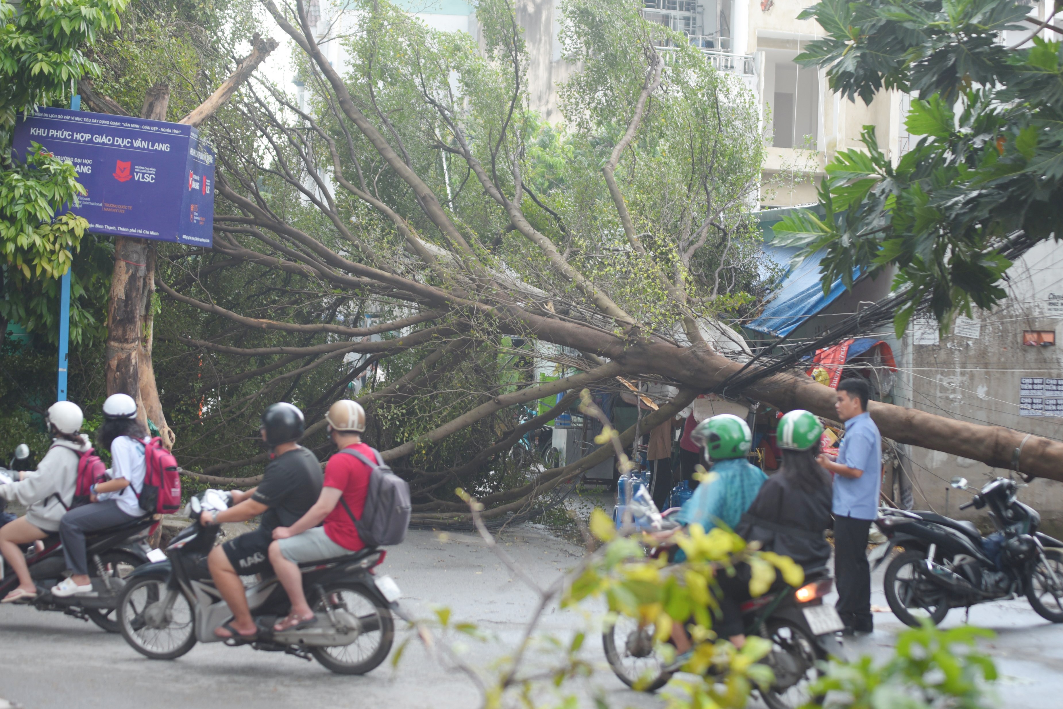 cay xanh bat goc anh 1