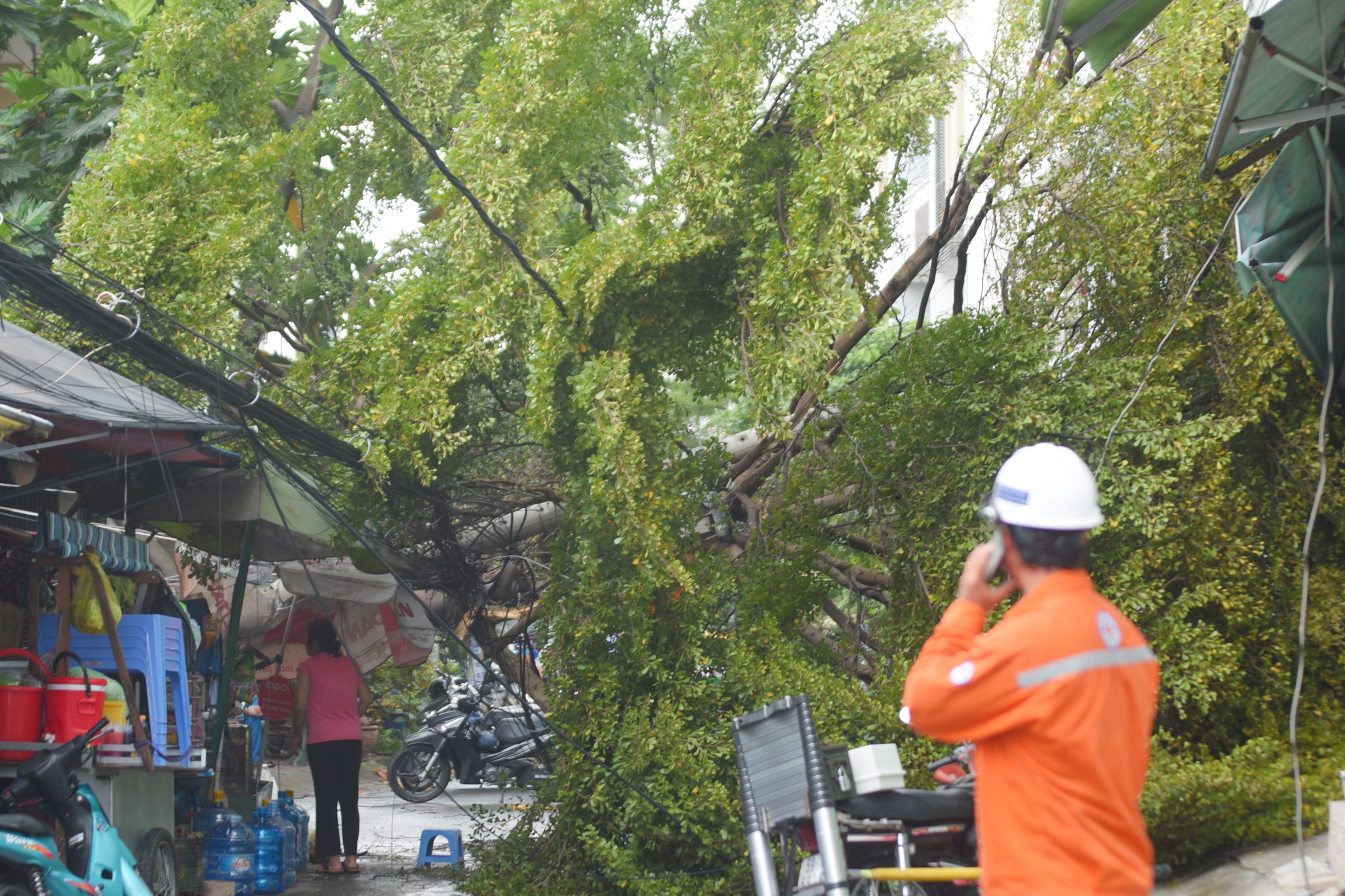 Cay xanh bat goc, nhieu ho dan o TP.HCM mat dien hinh anh