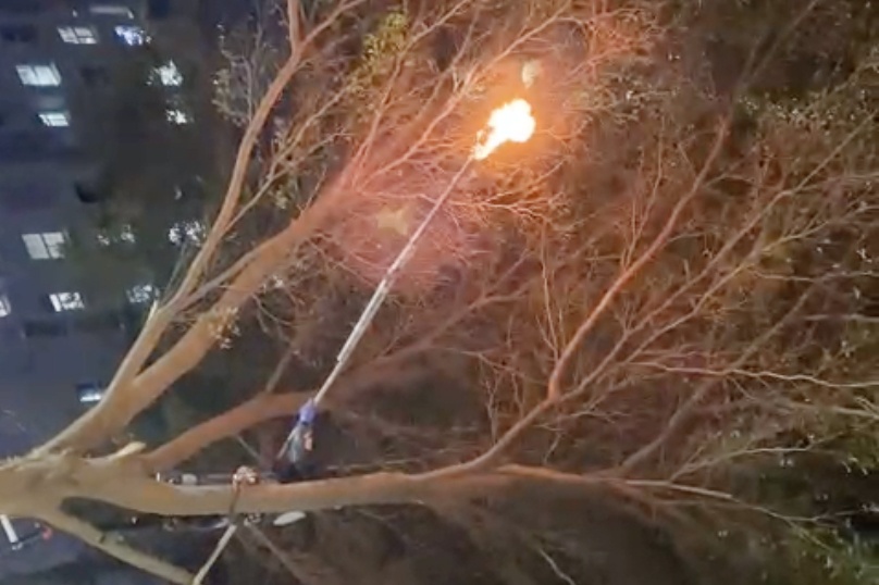 Canh sat dung duoc dot to ong vo ve sat toa chung cu o TP.HCM hinh anh