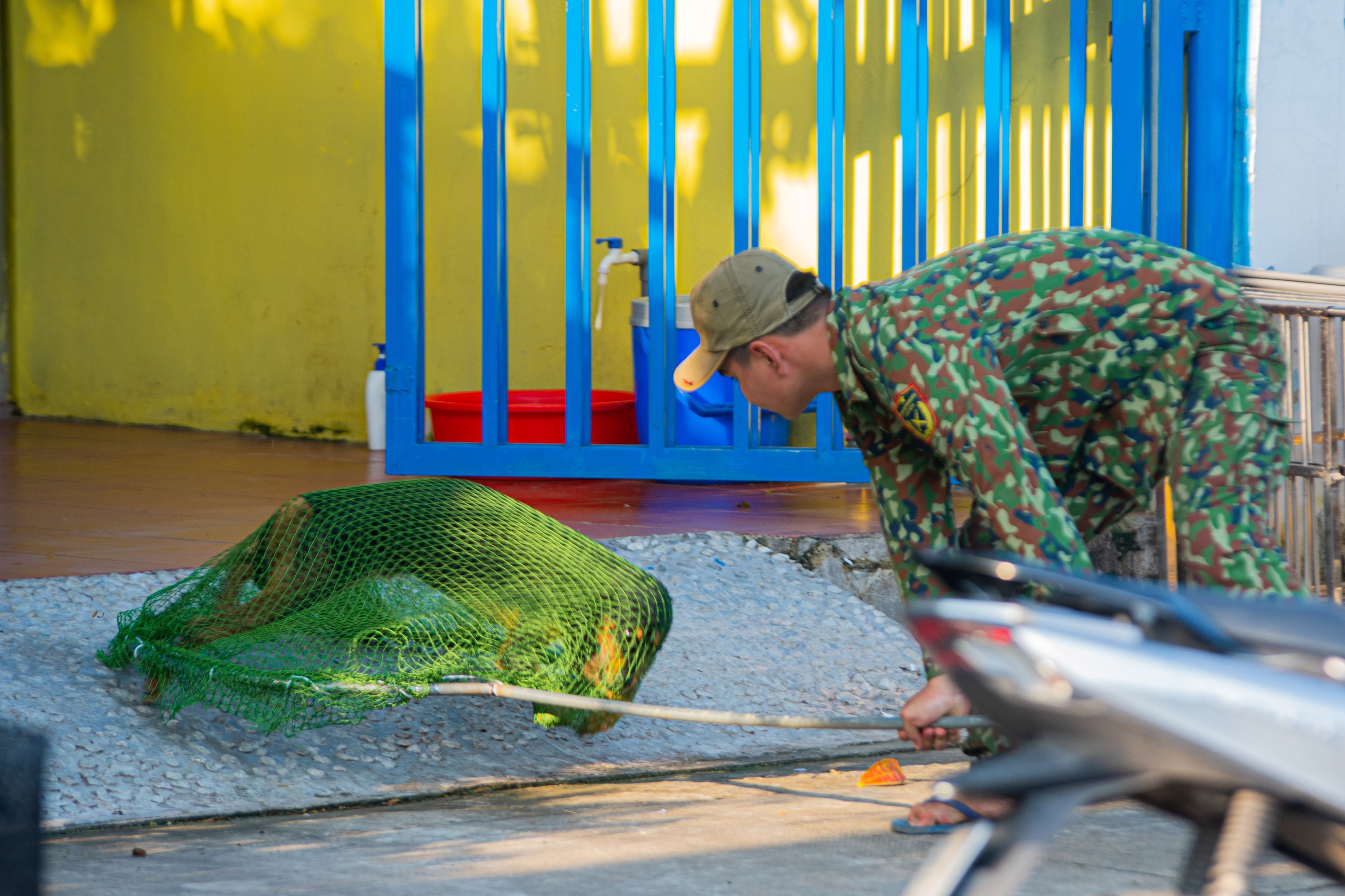 bat cho chay rong anh 1