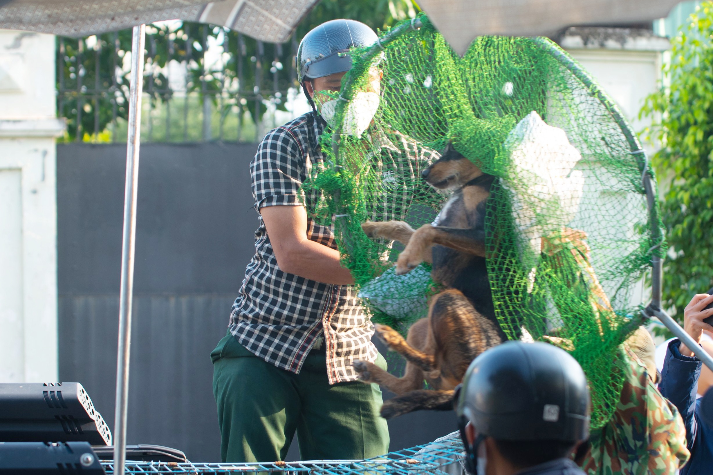 Nguoi nuoi thu cung o TP.HCM hot hoang khi cho chay rong suyt bi bat hinh anh